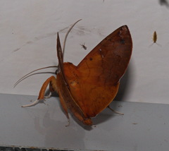 Bematha extensa