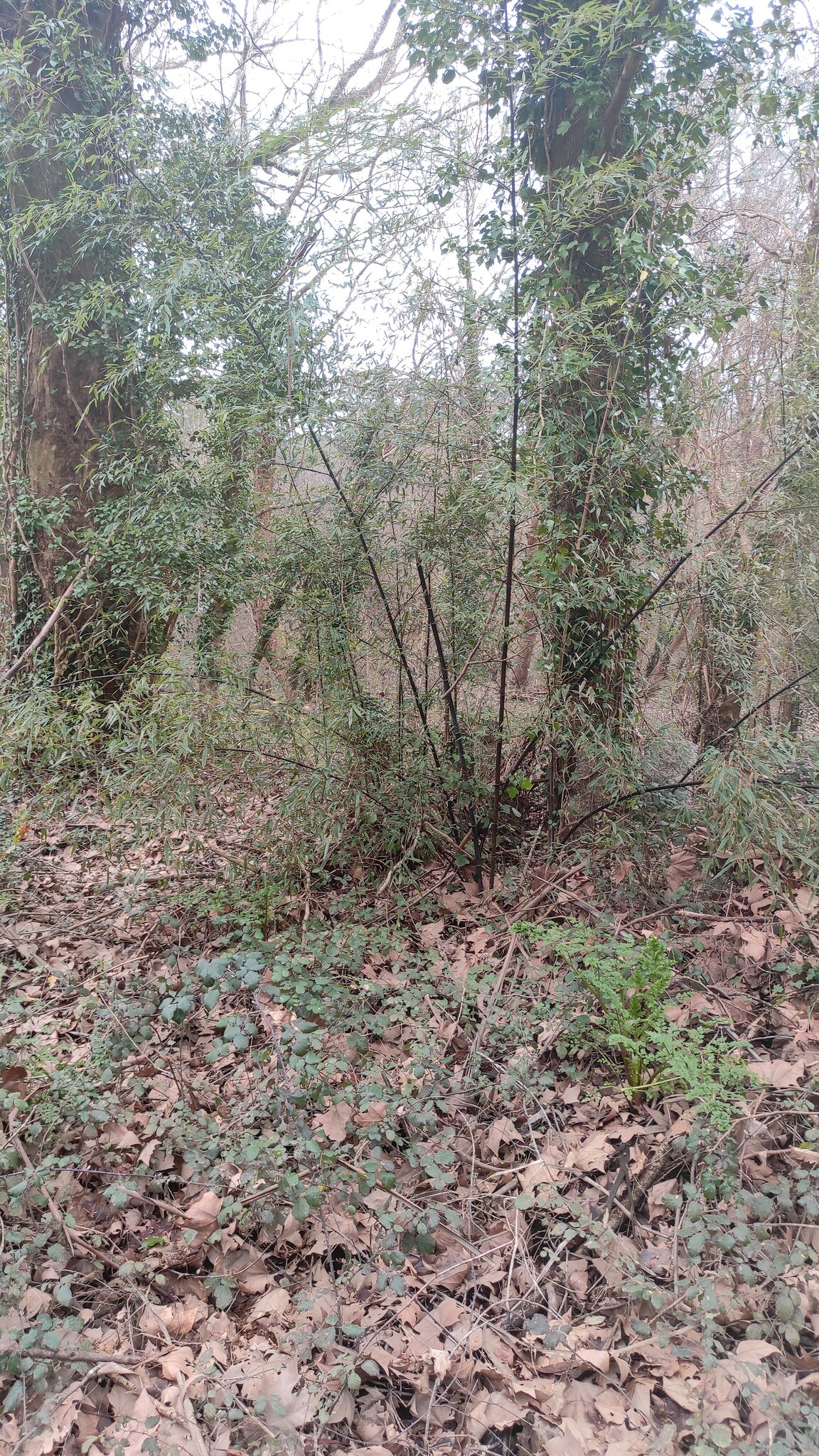 Imagem de Bambu-mossô
