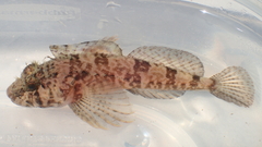 Roughcheek Sculpin photo 2