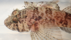 Roughcheek Sculpin photo 3