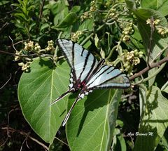 Protographium epidaus epidaus