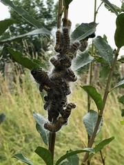Phalera bucephala