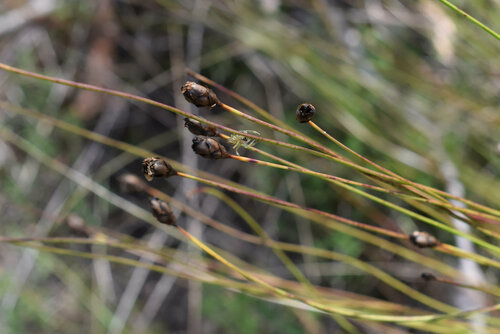 Xyris gracilis observed 2025-02-22