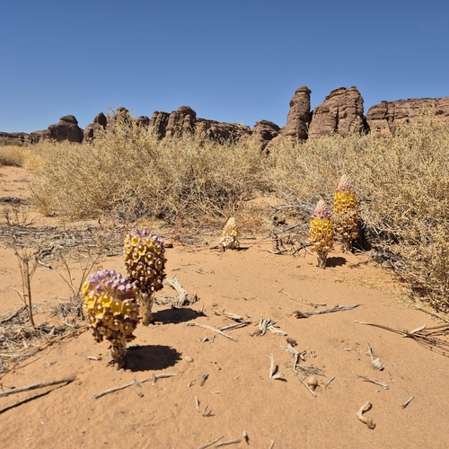 Image of Cistanche tubulosa by (c) Mahomed Desai, some rights reserved (CC BY)
