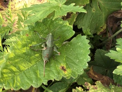 Psorodonotus