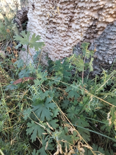 Image of Geranium potentilloides by (c) plantlookymagee, some rights reserved (CC BY)