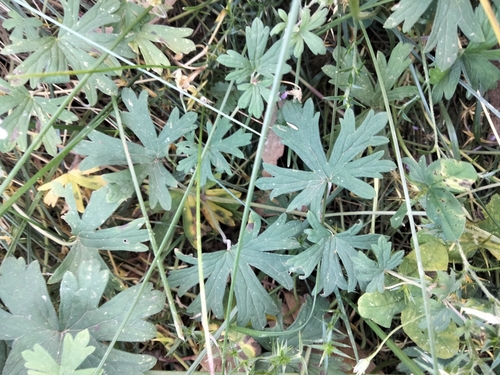 Image of Geranium potentilloides by (c) plantlookymagee, some rights reserved (CC BY)