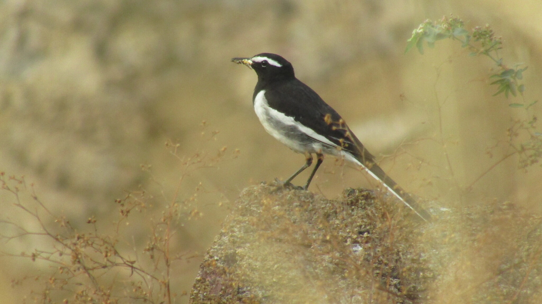 White-browed Wagtail illustration