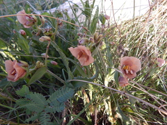Commelina scabra