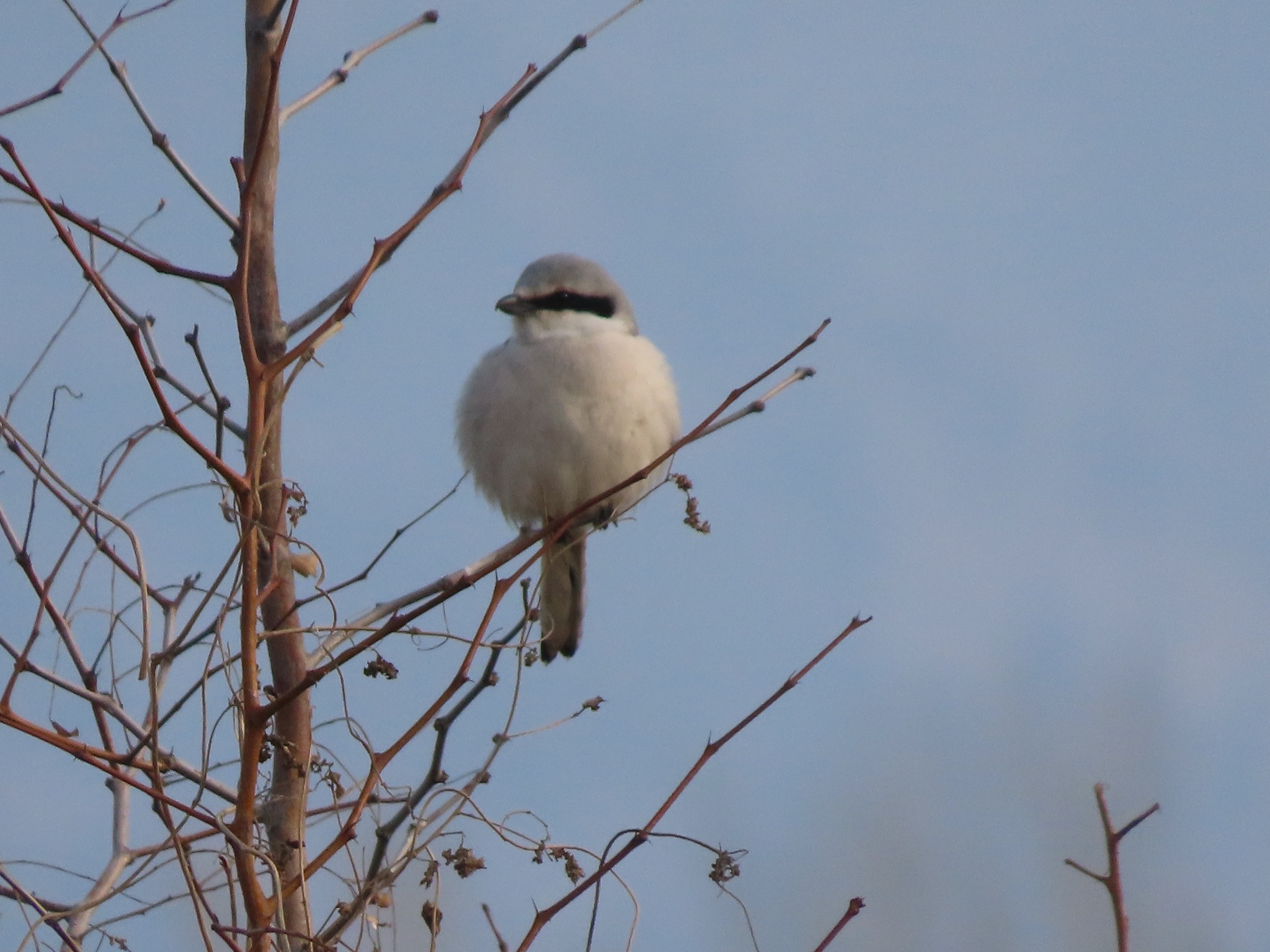 Chinese Grey Shrike (Lanius sphenocercus), photo 3