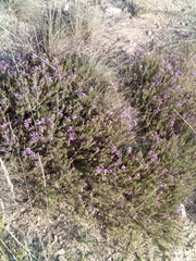Thymus pallasianus