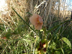 Commelina scabra