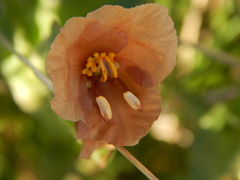 Commelina scabra