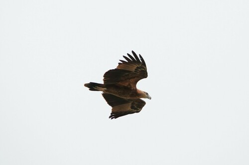 Salomonenseeadler (Icthyophaga sanfordi)