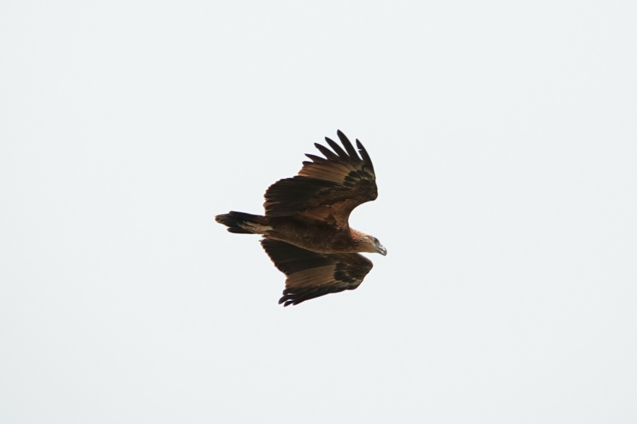 Sanford's Sea-Eagle illustration