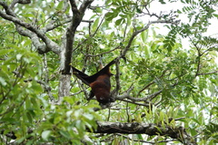 Solomons Flying Fox photo 5