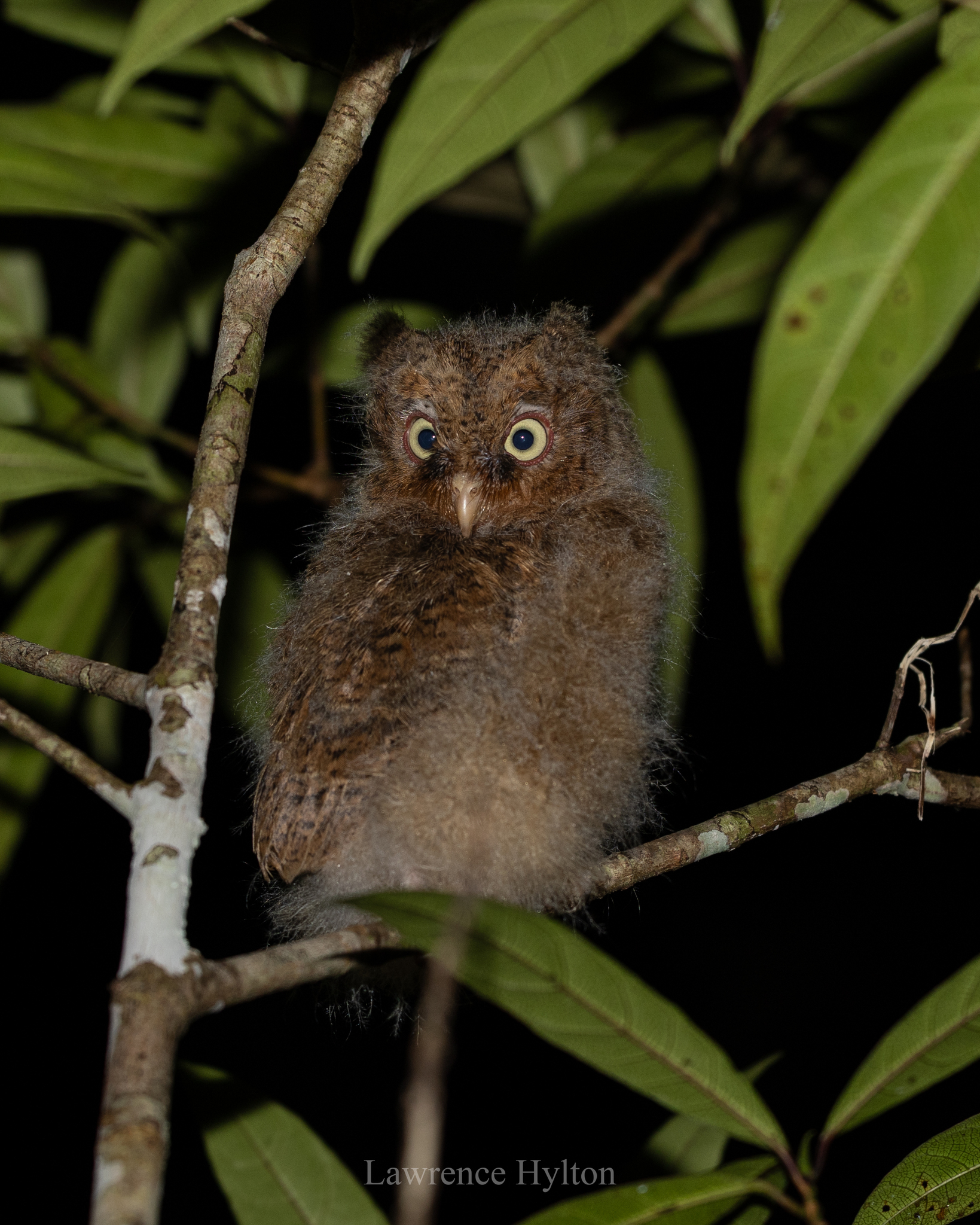 Mountain Scops Owl