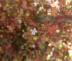 Geranium robertianum