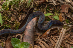 Common Collared Snake