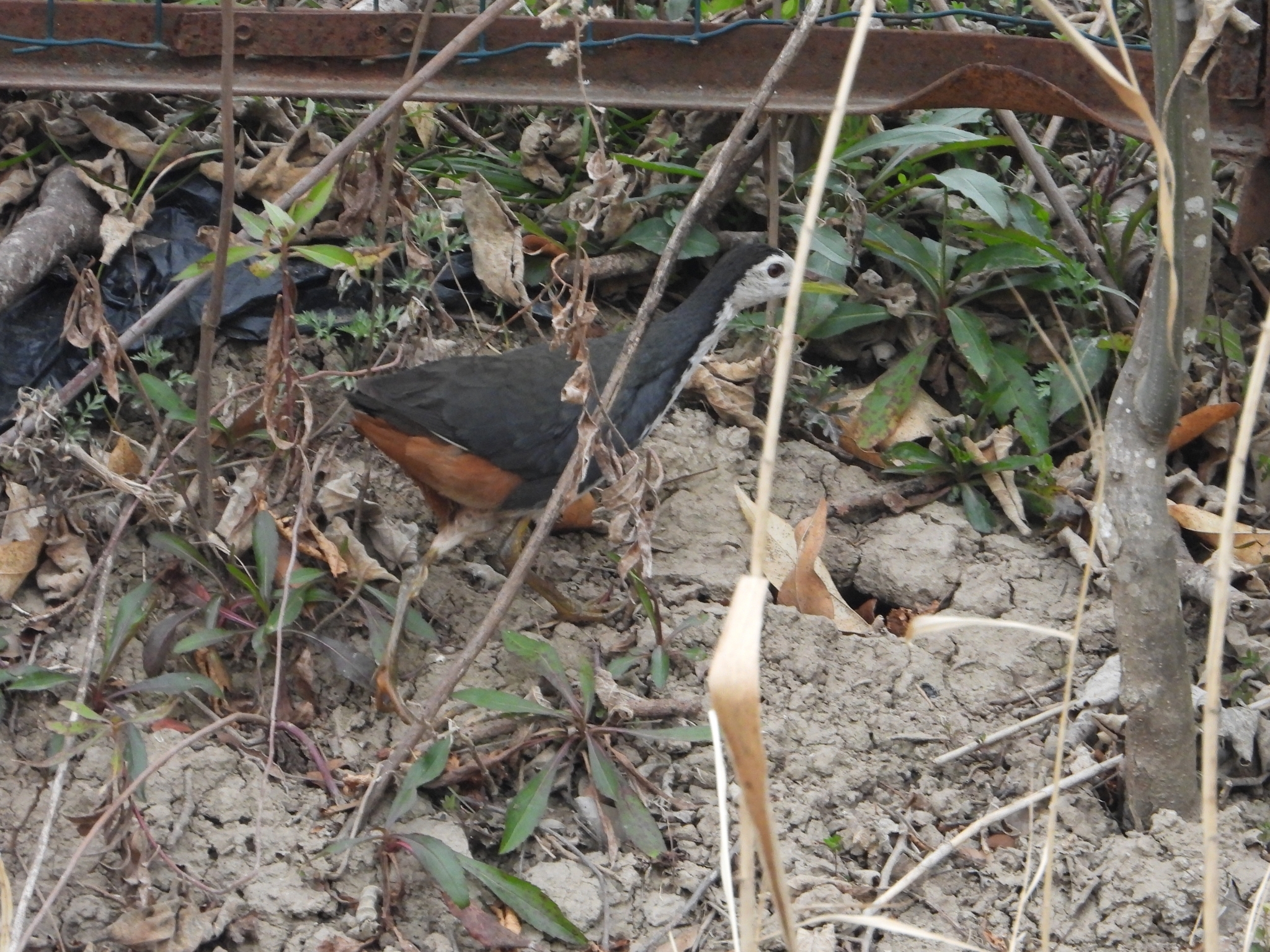 White-breasted Waterhen