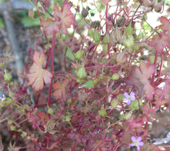 Geranium robertianum