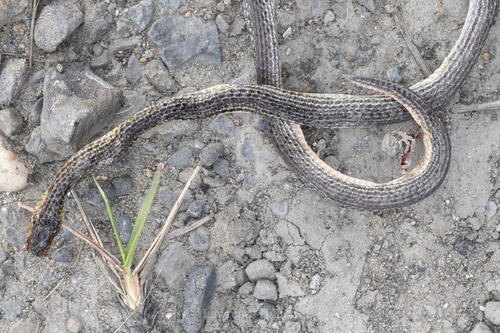 Lined Reed Snake