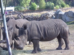 Ceratotherium simum