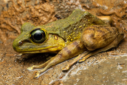 Kiau Borneo Frog, Meristogenys kinabaluensis