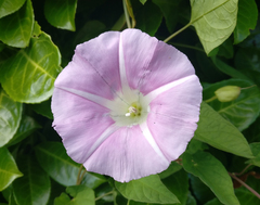 Calystegia × pulchra