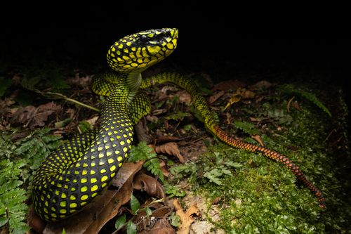 Malcolm’s Pitviper