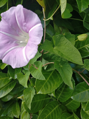 Calystegia × pulchra
