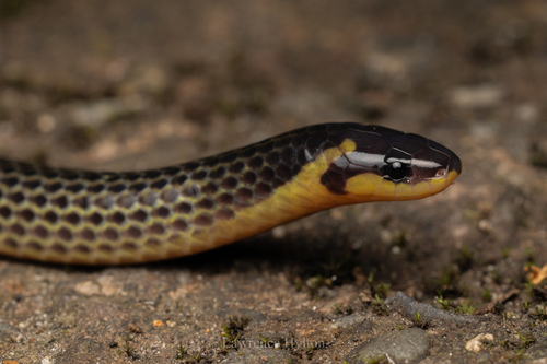 Lined Reed Snake