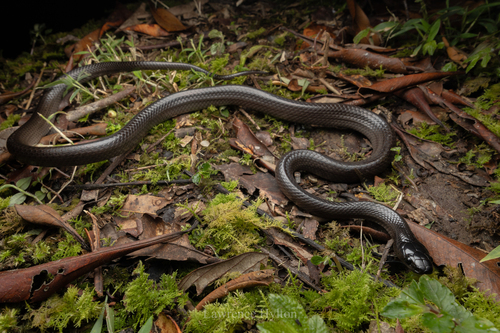 Dark-headed Sabah Groundsnake