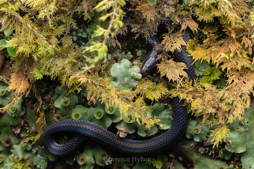 Schmidt's Reed Snake