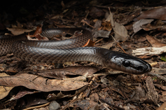 Dark-headed Sabah Groundsnake