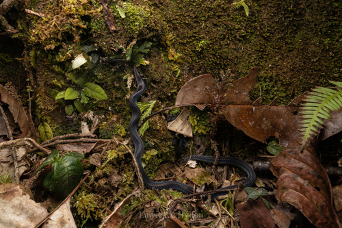 Schmidt's Reed Snake