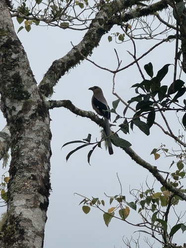 Bornean Treepie (Dendrocitta cinerascens), photo 5