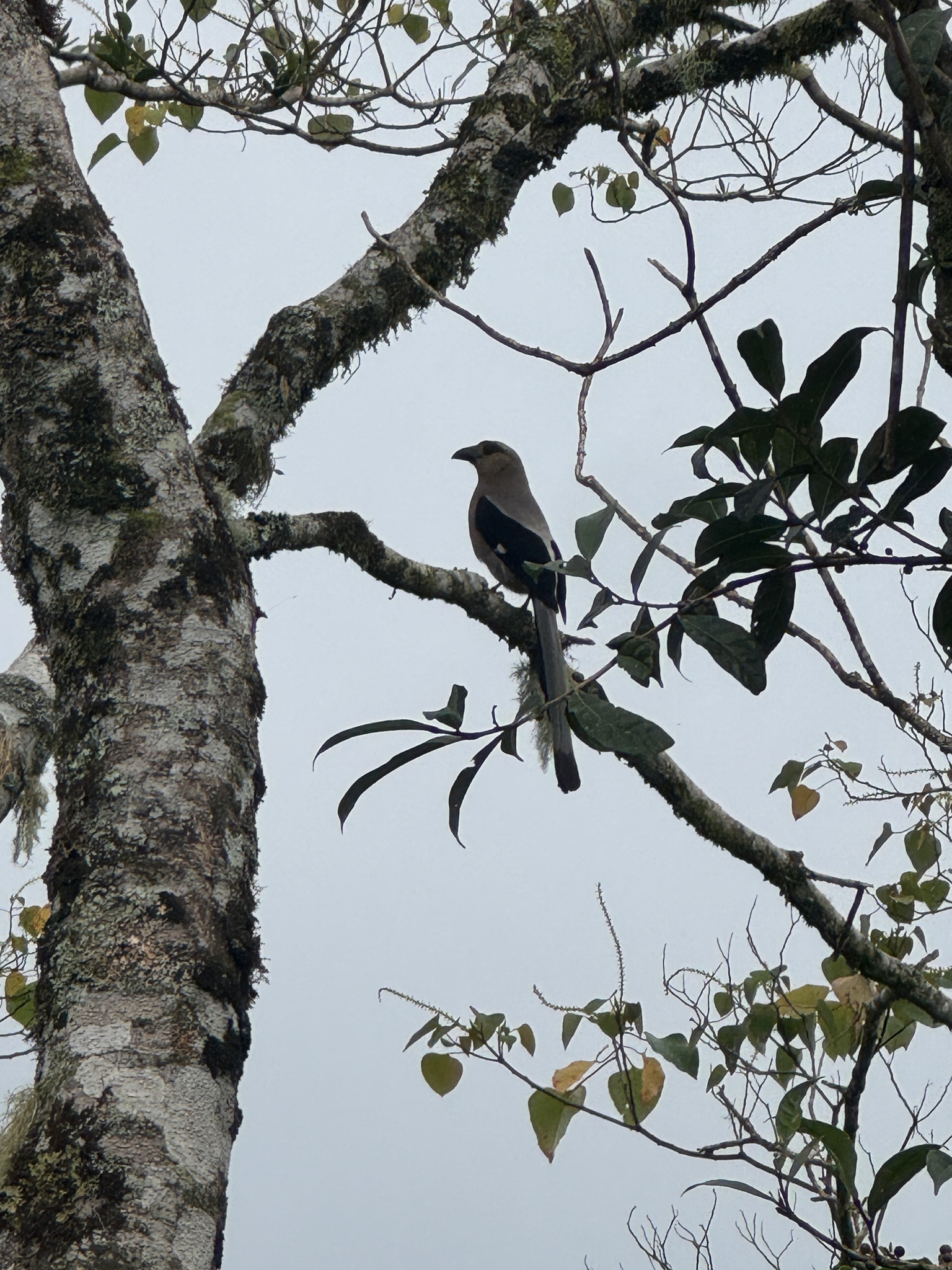 Bornean Treepie (Dendrocitta cinerascens), photo 7