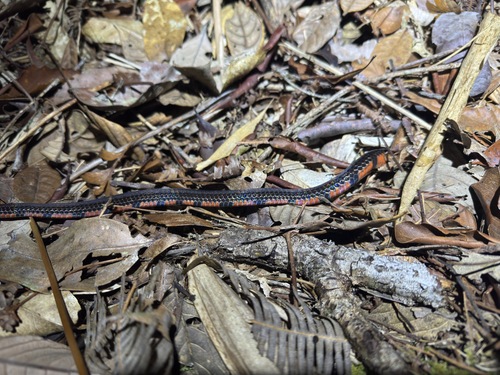Calliophis nigrotaeniatus