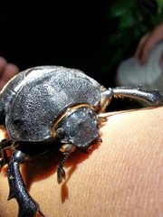 Megasoma elephas elephas