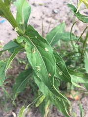 Oenothera biennis