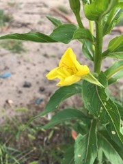 Oenothera biennis