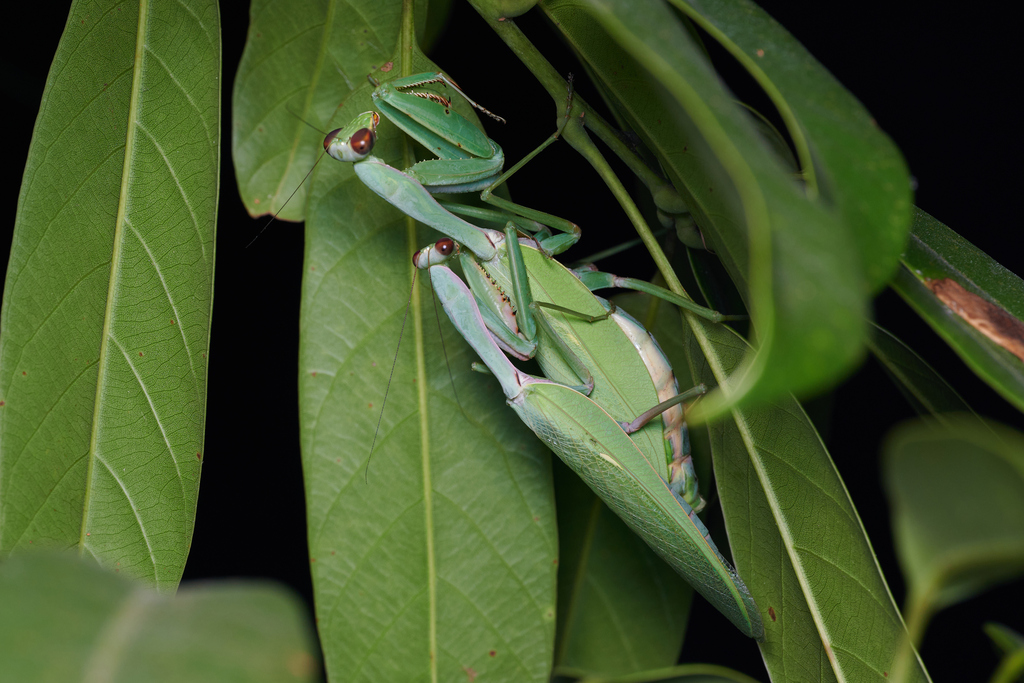 Chinese Reddish Mantis