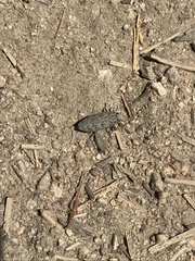 Chrysobothris monticola