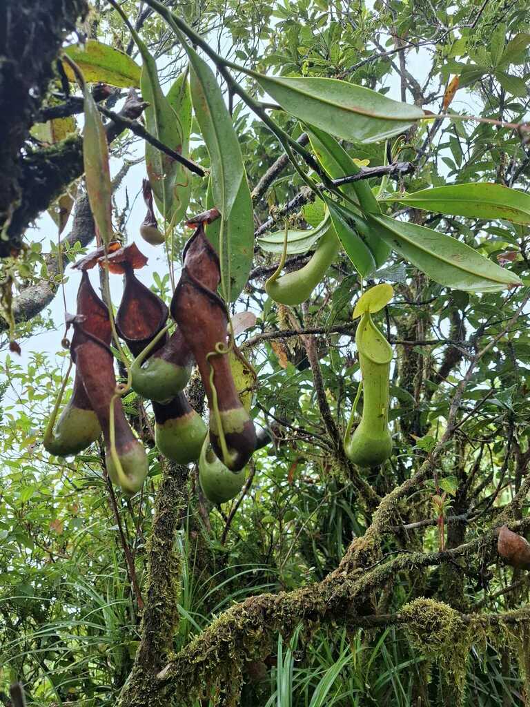 Nepenthes leyte, San Pedro, Leyte, Philippines