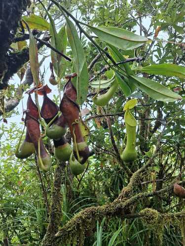 Nepenthes leyte