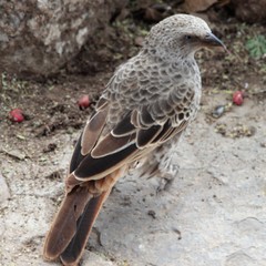 Histurgops ruficauda