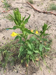Oenothera biennis