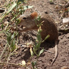 Arvicanthis niloticus