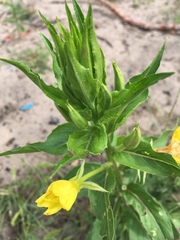 Oenothera biennis